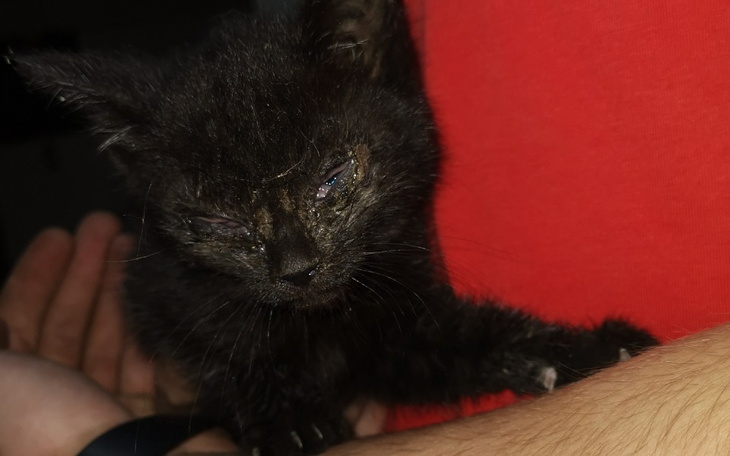 Zbiórka Błagamy o pomoc dla znajdki - zdjęcie główne