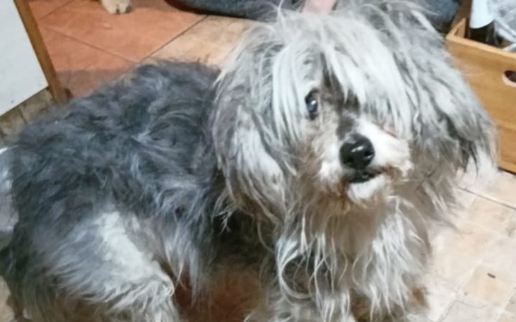 Pies rasy mieszanej, siedzący na zewnątrz.