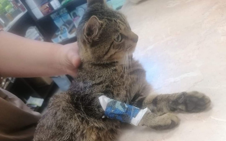 Zbiórka Dajmy mu szansę na nowe życie - zdjęcie główne