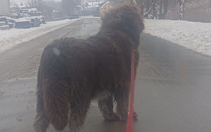 Zbiórka Nowofundland - zabieg TPLO - zdjęcie główne