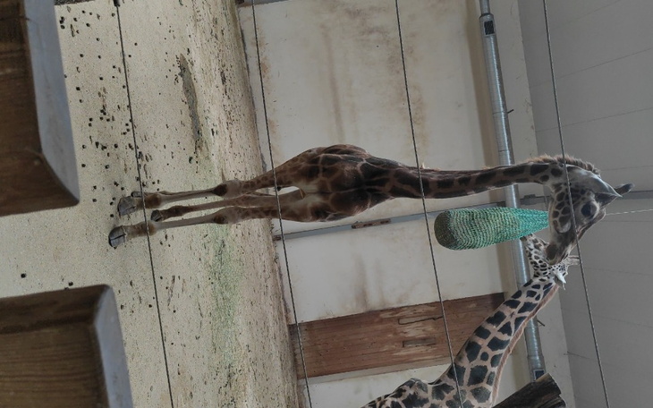 Zbiórka na aparat na zebyy - zdjęcie główne