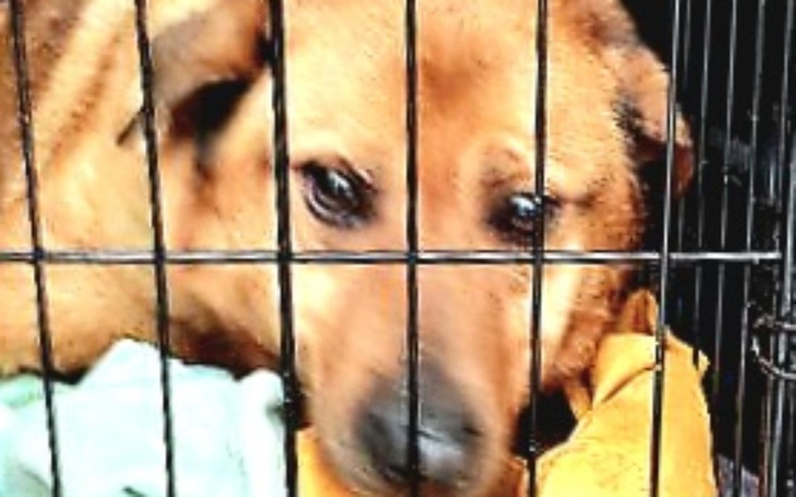 Zbiórka Bezdomny Yogi prosi o pomoc - zdjęcie główne