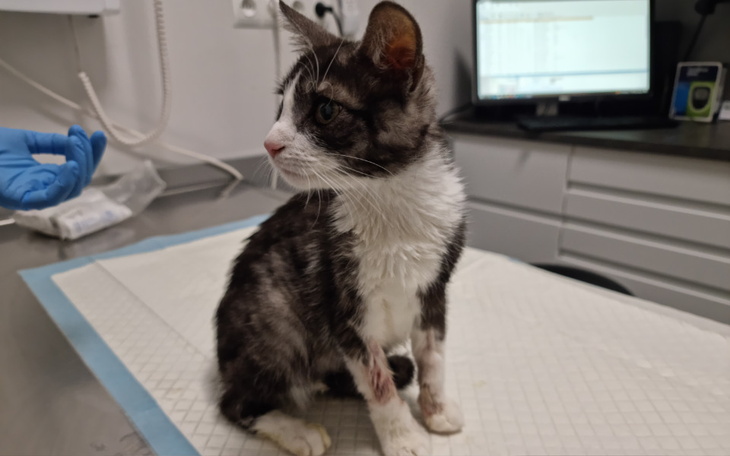 Zbiórka Na ratunek Cuksowi - zdjęcie główne