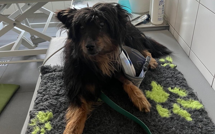 Mały piesek leżący na poduszce, wygląda na zrelaksowanego.