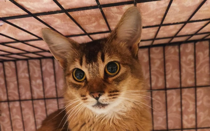 Kot o brązowym futrze, patrzący przez kratki klatki.