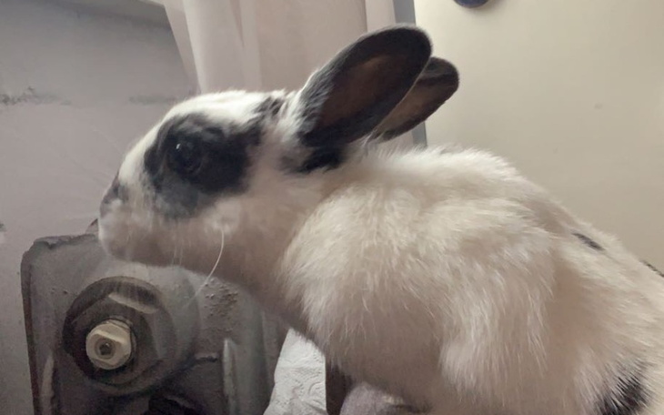 Zbiórka Kastracja Cherry - zdjęcie główne