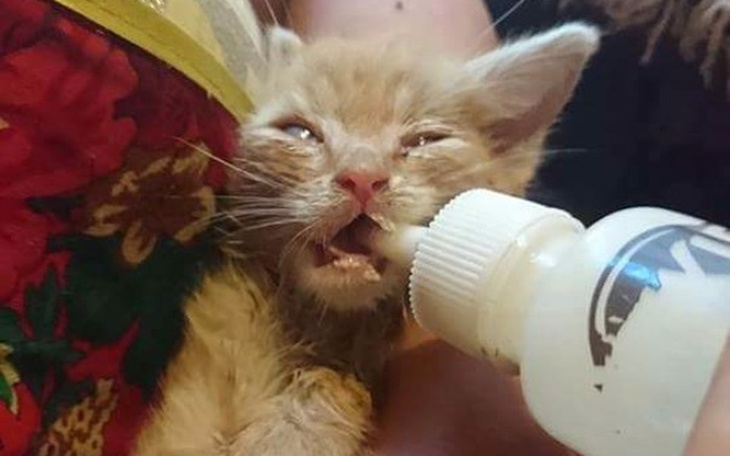 Zbiórka Kocie- studzienka kanalizacyjna - zdjęcie główne