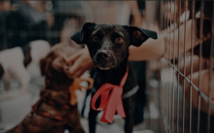 Czarny pies w klatce, z czerwoną wstążką na szyi.