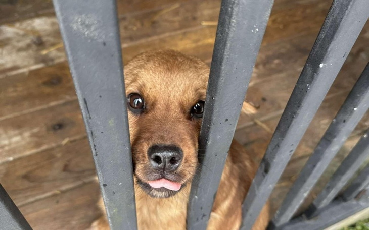 Słodki szczeniak patrzący przez pręty ogrodzenia.