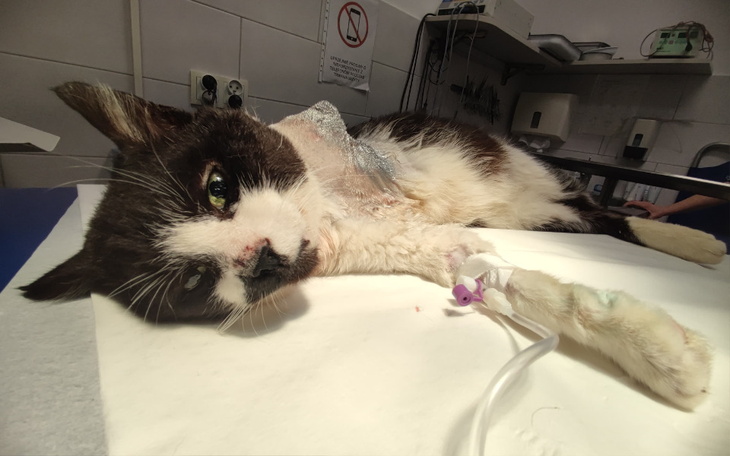 Zbiórka Postrzelony, z odciętą łapką - zdjęcie główne