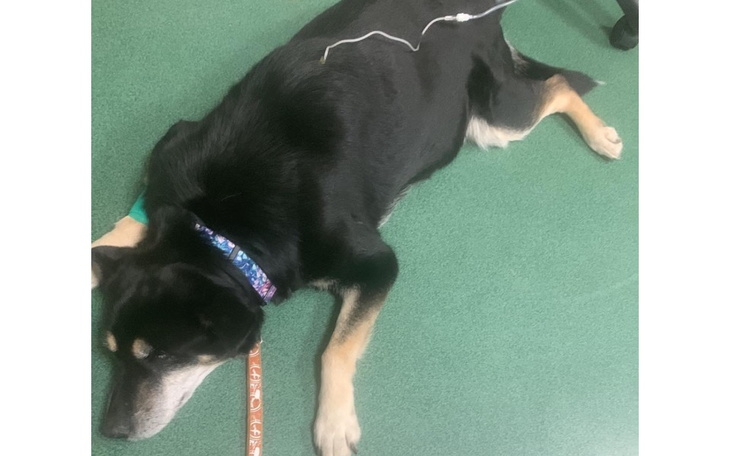 Zbiórka Leczenie Pieska z cukrzycą - zdjęcie główne