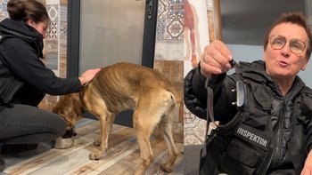 Zbiórka Razili prądem zagłodzonego psa - miniaturka zdjęcia