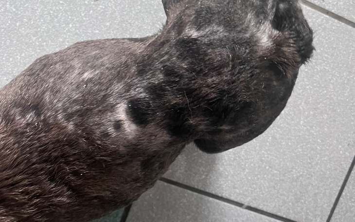 Zbiórka Leczenie psów z pseudo - zdjęcie główne