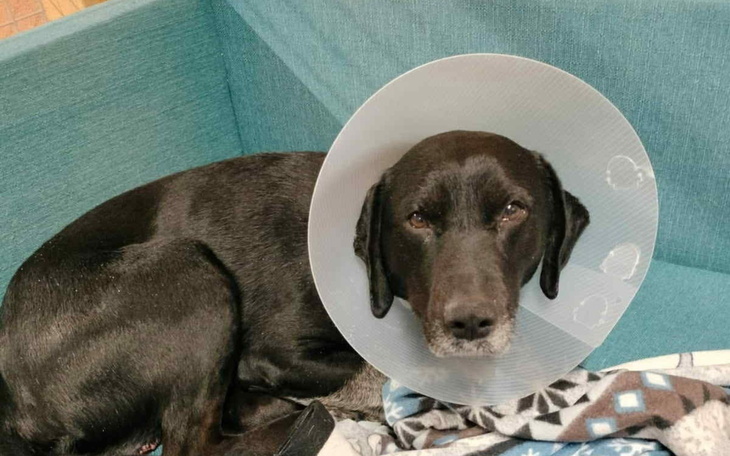 Pies w kołnierzu ochronnym, leżący na kanapie.