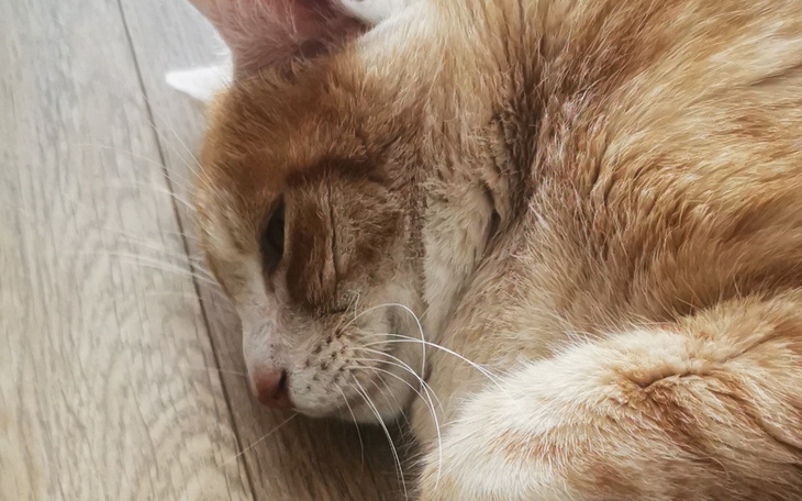 Rudy kot śpiący na drewnianej podłodze.
