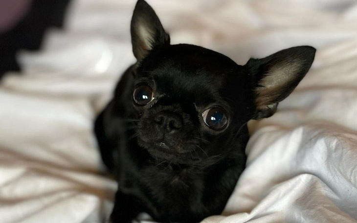 Mały czarny piesek z dużymi oczami, leżący na białej pościeli.