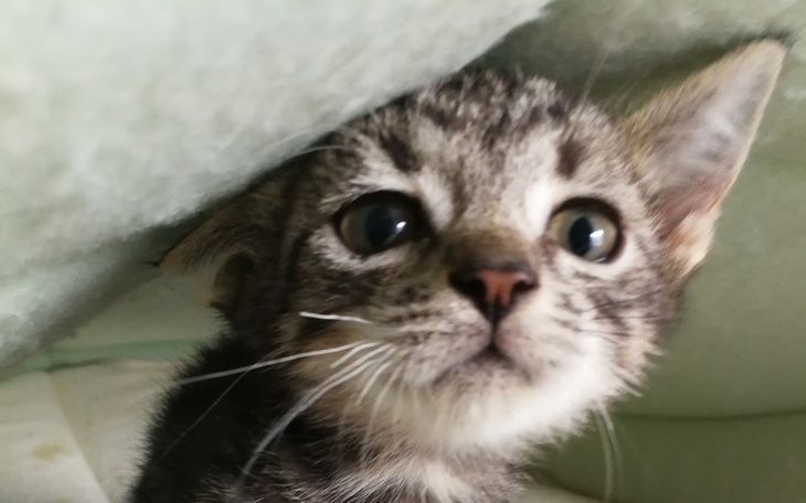 Zbiórka Kocia mama i maluszki - zdjęcie główne