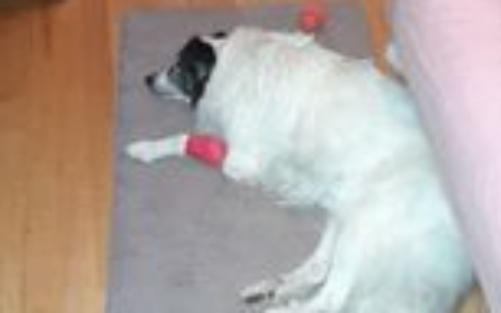 Zbiórka 8 lat w schronisku - zdjęcie główne