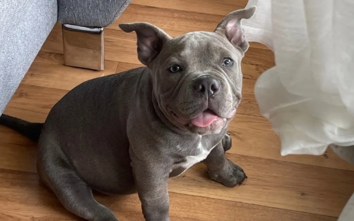 Zbiórka Franek mała przytulanka - zdjęcie główne