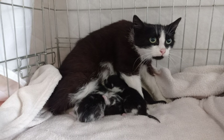 Zbiórka Ratujemy bezdomną kocią rodzinę - zdjęcie główne