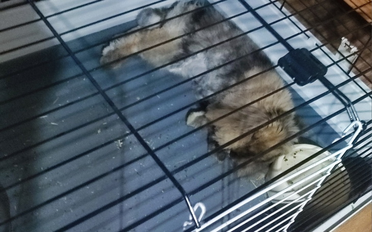 Zbiórka Jedzonko dla króliczków - zdjęcie główne