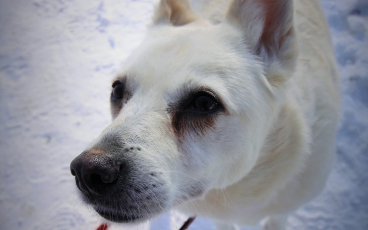 Zbiórka Uratowana przed schroniskiem - zdjęcie główne