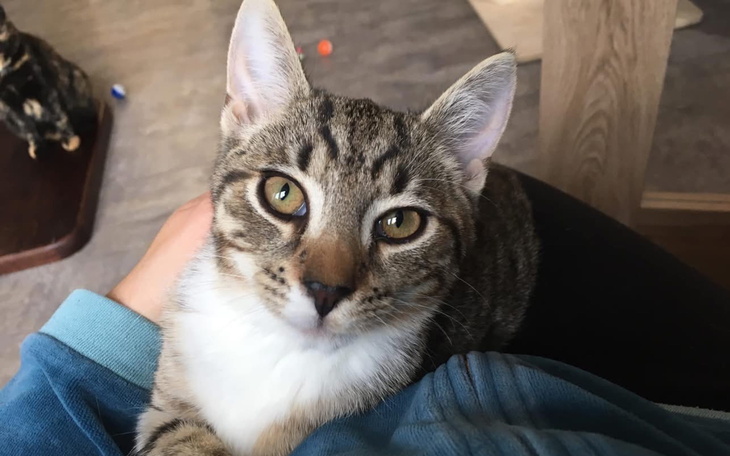 Kot siedzący na kolanach, z wyrazem ciekawości.