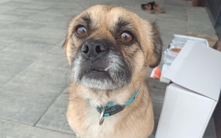 Pies z brązowym futrem, patrzący w stronę kamery.