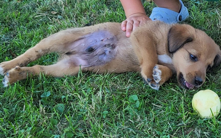 Zbiórka Zabieg przepukliny - zdjęcie główne