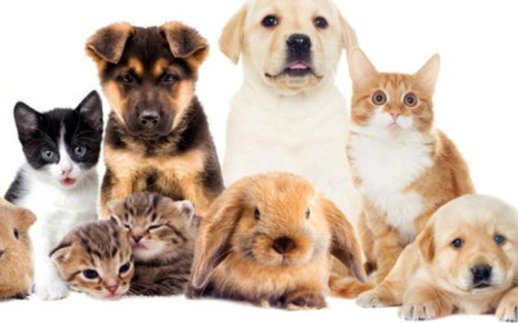 Zbiórka Pomoc  zwierzętom - zdjęcie główne