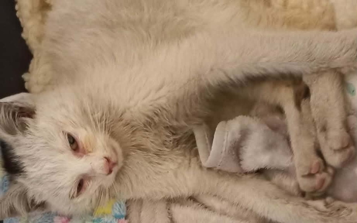 Kot leży na kocyku, z zamkniętymi oczami.