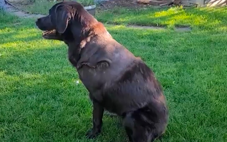 Zbiórka Pilnie potrzebna pomoc dla piesa - zdjęcie główne