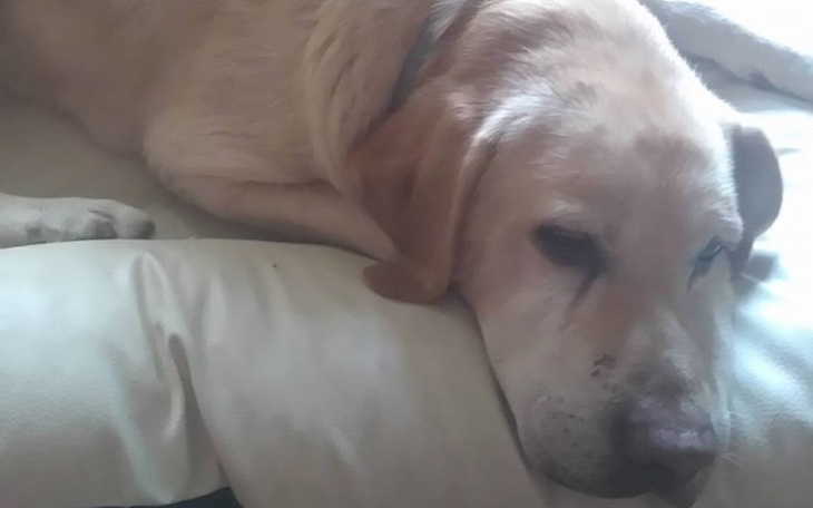 Zbiórka Senior Niko prosio wsparcie - zdjęcie główne