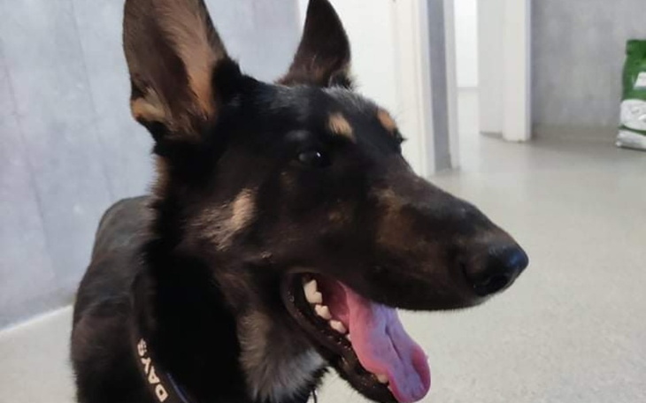 Zbiórka Daj 5taka dla Zwierzaka - zdjęcie główne