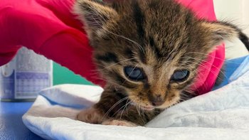 Zbiórka Dla Sierotki Marysi - miniaturka zdjęcia