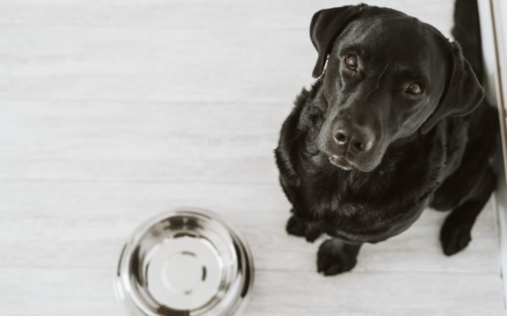 Zbiórka karma dla 5 psiaków - zdjęcie główne