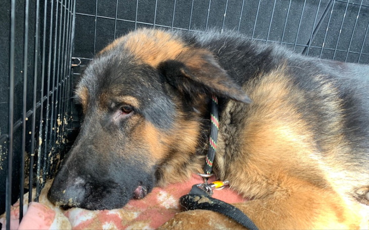 Zbiórka Na ratowanie 2 owczarków - zdjęcie główne