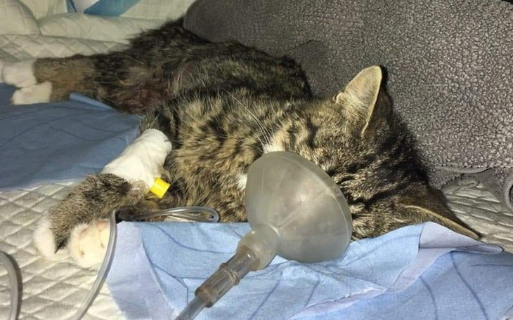 Zbiórka Pomóż Tosi wygrać ze śmiercią - zdjęcie główne