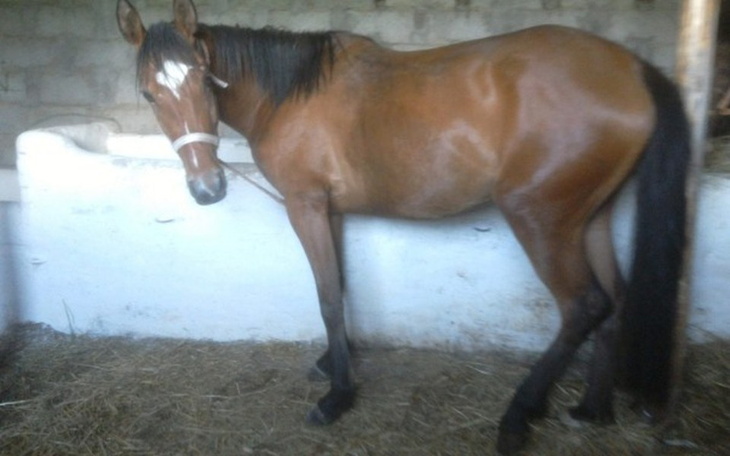 Koń stojący w stajni, z brązowym futrem i długą grzywą.