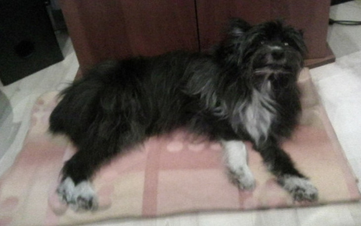 Zbiórka Fuks zbiera na wózek. - zdjęcie główne