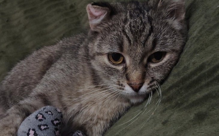 Kot leżący na zielonym kocu, z wyrazem smutku w oczach.