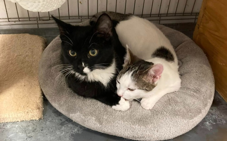 Zbiórka Kruszonka kolejna do uratowania - zdjęcie główne