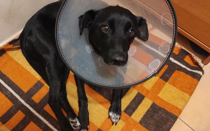 Zbiórka Operacja Łobuza - zdjęcie główne