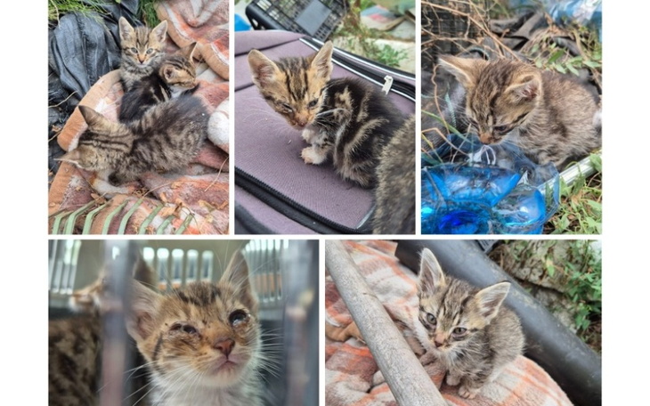 Zbiórka Wyżywienie i pomoc kotkom - zdjęcie główne