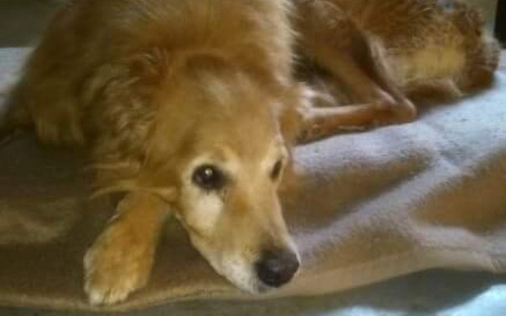 Zbiórka LUCIEN - Psiak Bez Nadziei - zdjęcie główne