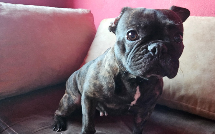 Brązowy pies rasy buldog francuski siedzi na kanapie.