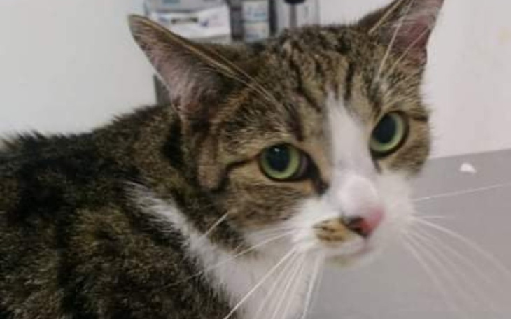 Zbiórka Druga połowa walki z FIPem - zdjęcie główne