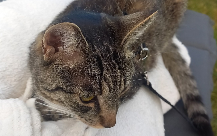 Zbiórka Ratujemy Gacusia chorego na FIP - zdjęcie główne