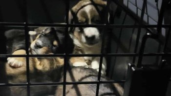 Zbiórka 6 sierotek mama umarła - miniaturka zdjęcia