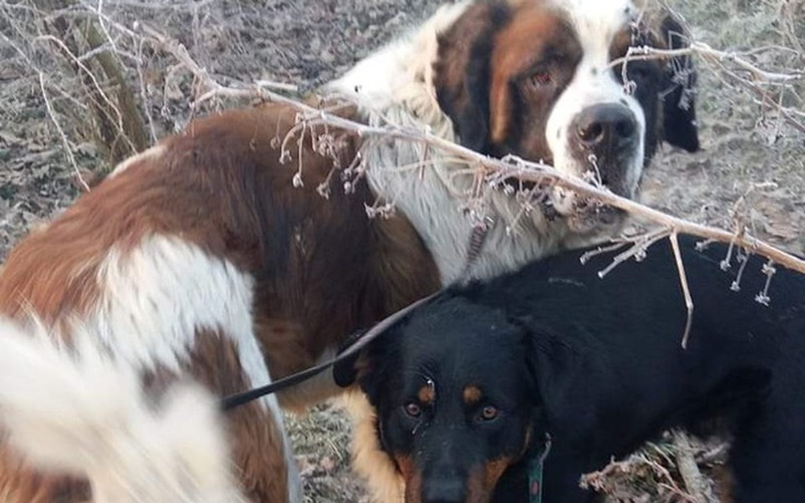 Zbiórka Pomoc dla Bernardyna i Rottka - zdjęcie główne